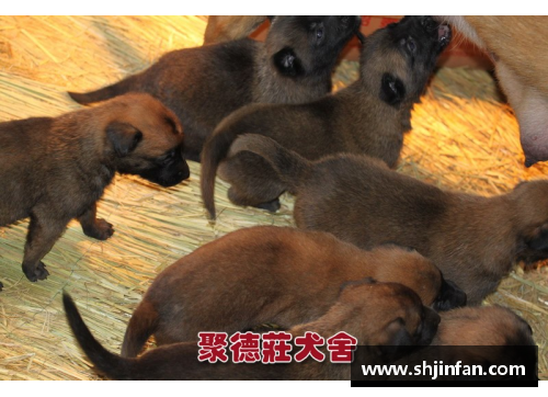 cku比赛需要什么条件？(仁寿半马属于什么赛事？)